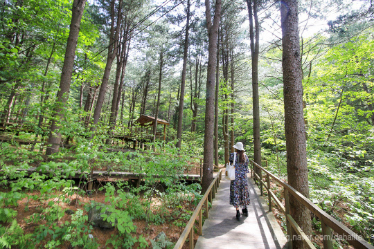강원도 횡성군에 위치한 청태산자연휴양림.  산림청 제공
